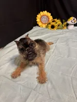 Dillon, a male Brussels Griffon for sale in Richland, MO – 4 of 6
