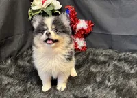 Cooper, a male Pomeranian for sale in Richland, MO – 8 of 8