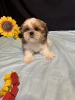 Saylor, a male Shih Tzu for sale in Richland, MO – 6 of 6