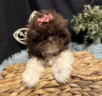 Embersyn, a female Shih Tzu for sale in Richland, MO – 5 of 7