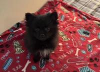 Tenzin, a male Pomeranian for sale in Richland, MO – 7 of 7