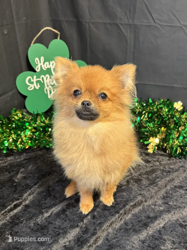 Kyson – Pomeranian puppy for sale in Richland, MO