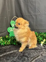 Kyson, a male Pomeranian for sale in Richland, MO – Photo 2 of 4