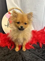 Kyson, a male Pomeranian for sale in Richland, MO – Photo 1 of 9