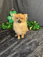 Kyson, a male Pomeranian for sale in Richland, MO – Photo 4 of 4