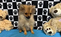 Kyson, a male Pomeranian for sale in Richland, MO – Photo 4 of 9
