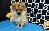 Kyson, a male Pomeranian for sale in Richland, MO – Photo 9 of 9