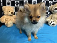 Kyson, a male Pomeranian for sale in Richland, MO – Photo 5 of 9