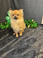 Kyson, a male Pomeranian for sale in Richland, MO – Photo 3 of 4