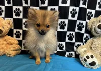 Kyson, a male Pomeranian for sale in Richland, MO – Photo 8 of 9