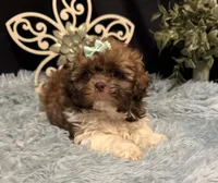 Ember, a female Shih Tzu for sale in Richland, MO – 4 of 8