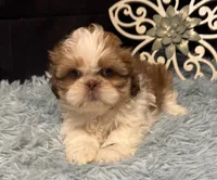 Emberleigh, a female Shih Tzu for sale in Richland, MO – 4 of 6