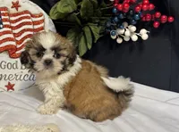 Shayla, a female Shih Tzu for sale in Richland, MO – 3 of 5