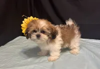 Selah, a male Shih Tzu for sale in Richland, MO – 4 of 7