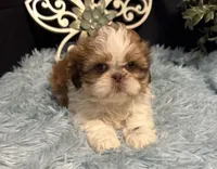 Emberleigh, a female Shih Tzu for sale in Richland, MO – 2 of 6