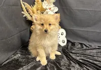 Truett, a male Pomeranian for sale in Richland, MO – 2 of 7