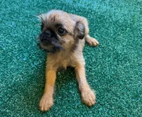 Ariah, a male Brussels Griffon for sale in Richland, MO – 2 of 7