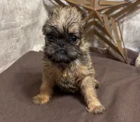 Ayden, a male Brussels Griffon for sale in Richland, MO – 4 of 6