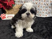 Scruffy, a male Shih Tzu for sale in Richland, MO – Photo 8 of 8