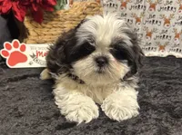 Scruffy, a male Shih Tzu for sale in Richland, MO – Photo 6 of 8