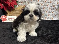 Scruffy, a male Shih Tzu for sale in Richland, MO – Photo 5 of 8