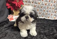 Scruffy, a male Shih Tzu for sale in Richland, MO – Photo 7 of 8