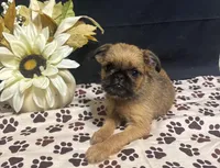 Ariah, a male Brussels Griffon for sale in Richland, MO – 7 of 7
