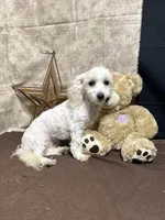 Violet, a female Maltipoo for sale in Richland, MO – 1 of 3
