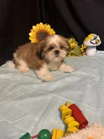 Saylor, a male Shih Tzu for sale in Richland, MO – 4 of 6