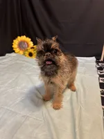 Dillon, a male Brussels Griffon for sale in Richland, MO – 5 of 6