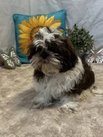Edison, a male Shih Tzu for sale in Richland, MO – 3 of 7