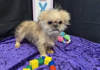 Diana, a female Shih Tzu and Brussels Griffon for sale in Richland, MO – Photo 4 of 5