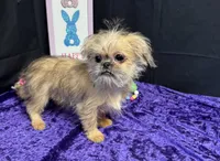 Diana, a female Shih Tzu and Brussels Griffon for sale in Richland, MO – Photo 5 of 5