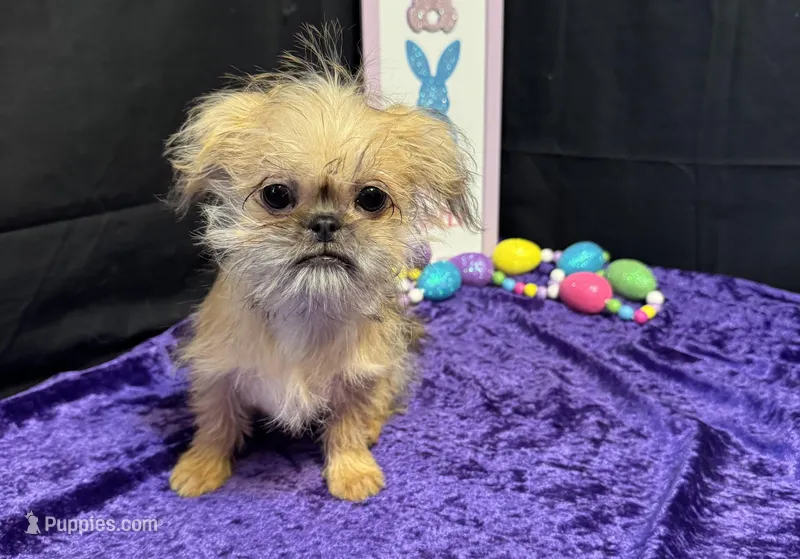 Diana – Shih Tzu, Brussels Griffon puppy for sale in Richland, MO