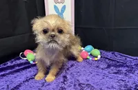 Diana, a female Shih Tzu and Brussels Griffon for sale in Richland, MO – Photo 2 of 5