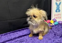 Diana, a female Shih Tzu and Brussels Griffon for sale in Richland, MO – Photo 3 of 5