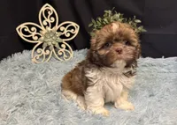 Ember, a female Shih Tzu for sale in Richland, MO – 6 of 8