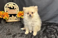 Caleb, a male Pomeranian for sale in Richland, MO – 6 of 7