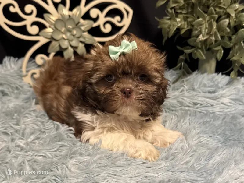 Ember – Shih Tzu puppy for sale in Richland, MO