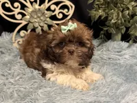 Ember, a female Shih Tzu for sale in Richland, MO – 1 of 8