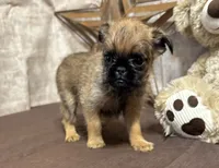 Ariah, a male Brussels Griffon for sale in Richland, MO – 2 of 5