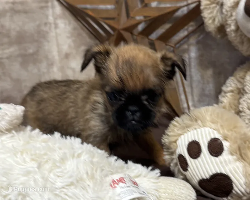 Ariah – Brussels Griffon puppy for sale in Richland, MO
