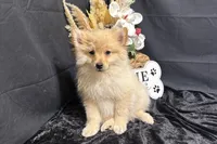 Truett, a male Pomeranian for sale in Richland, MO – 6 of 7