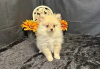 Caleb, a male Pomeranian for sale in Richland, MO – 4 of 7