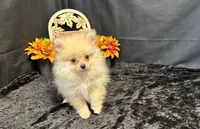 Caleb, a male Pomeranian for sale in Richland, MO – 5 of 7