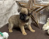 Angel, a male Brussels Griffon for sale in Richland, MO – 6 of 6