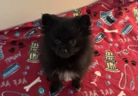 Tenzin, a male Pomeranian for sale in Richland, MO – 5 of 7