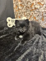 Treyvon, a male Pomeranian for sale in Richland, MO – 3 of 3