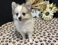 Braison, a male Pomeranian for sale in Richland, MO – 5 of 6