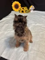 Dillon, a male Brussels Griffon for sale in Richland, MO – 3 of 6